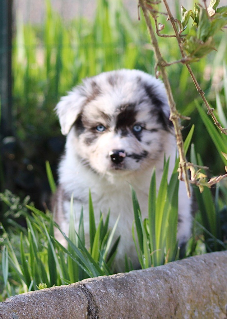 Mélissa Lebled - Chiots disponibles - Berger Australien